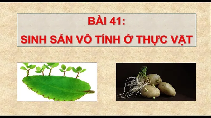 Sinh sản vô tính là gì? Tìm hiểu sinh sản vô tính ở thực vật