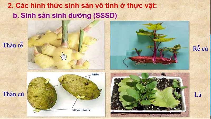 Sinh sản vô tính là gì? Tìm hiểu sinh sản vô tính ở thực vật