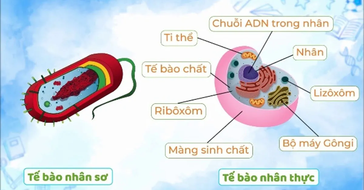 So sánh tế bào nhân sơ và nhân thực – Sinh học lớp 10