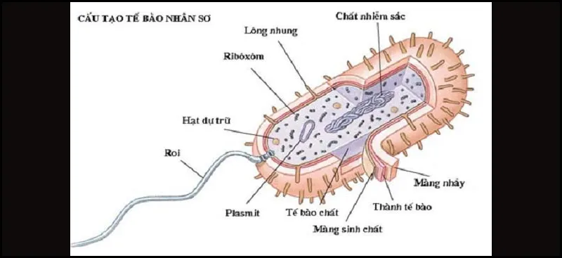 So sánh tế bào nhân sơ và nhân thực – Sinh học lớp 10