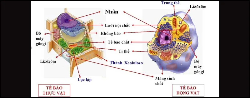 So sánh tế bào nhân sơ và nhân thực – Sinh học lớp 10