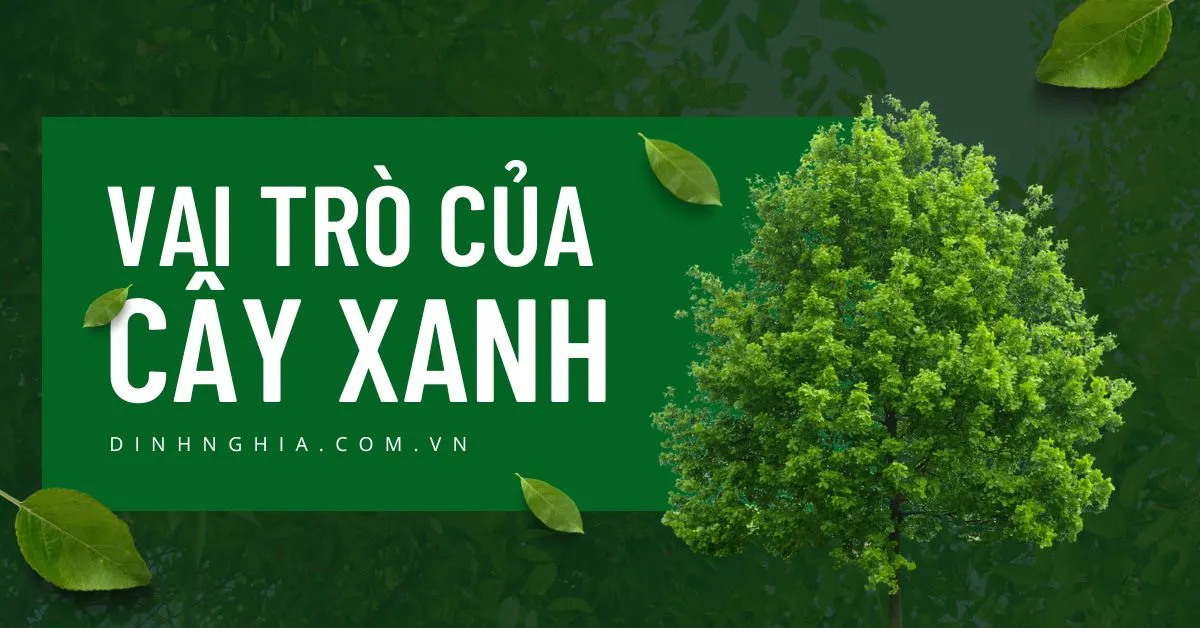 Tầm quan trọng, vai trò của cây xanh đối với sức khỏe con người và môi trường