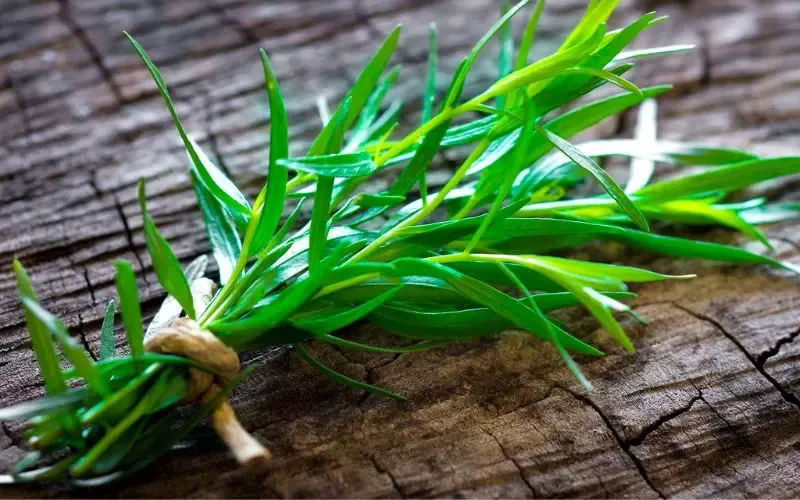 Tarragon là gì? Tổng hợp 7 công dụng của Tarragon nên biết