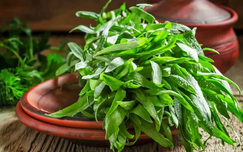 Tarragon là gì? Tổng hợp 7 công dụng của Tarragon nên biết