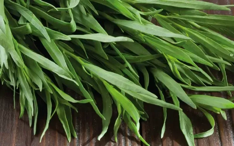 Tarragon là gì? Tổng hợp 7 công dụng của Tarragon nên biết