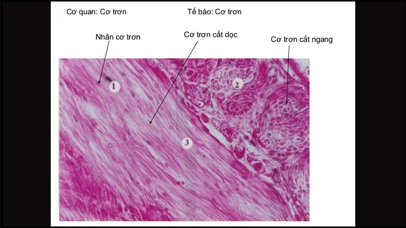 Tế bào cơ trơn có hình dạng và cấu tạo thế nào?