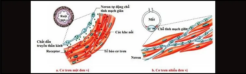 Tế bào cơ trơn có hình dạng và cấu tạo thế nào?