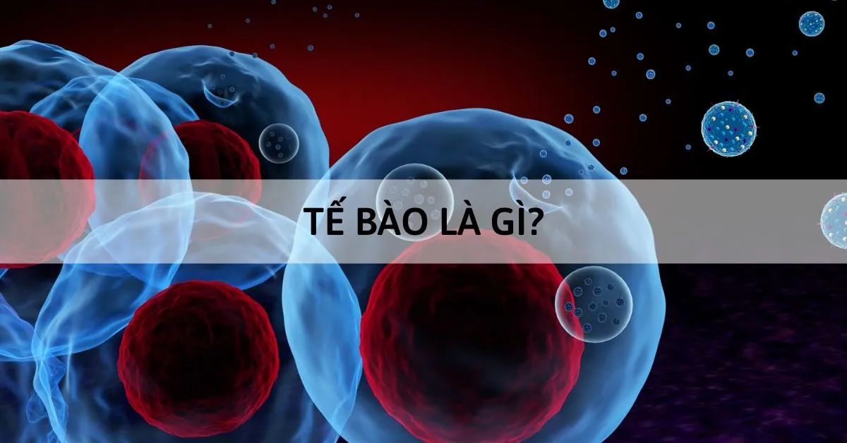 Tế bào là gì? Tìm hiểu cấu tạo của tế bào