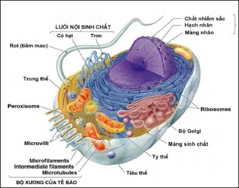 Tế bào là gì? Tìm hiểu cấu tạo của tế bào