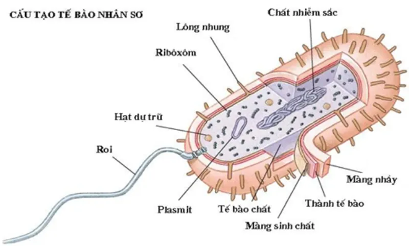 Tế bào nhân sơ là gì? Cấu tạo và Đặc điểm của tế bào nhân sơ