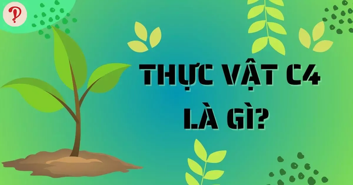 Thực vật C4 là gì? Chu trình quang hợp của các nhóm thực vật C4