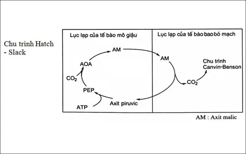 Thực vật C4 là gì? Chu trình quang hợp của các nhóm thực vật C4