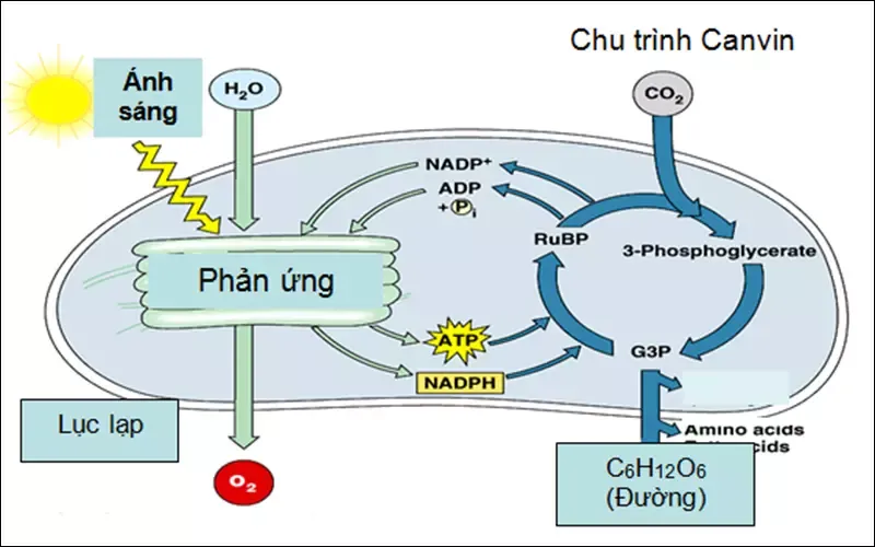 Thực vật C4 là gì? Chu trình quang hợp của các nhóm thực vật C4