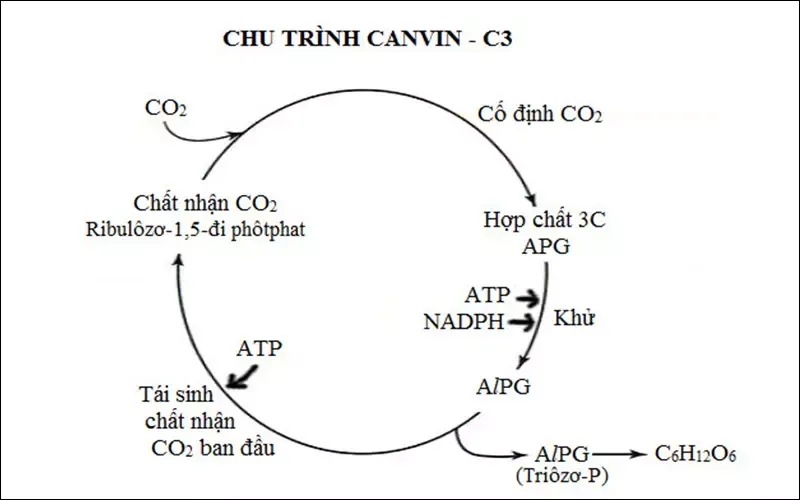 Thực vật C4 là gì? Chu trình quang hợp của các nhóm thực vật C4