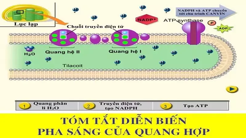 Thực vật C4 là gì? Chu trình quang hợp của các nhóm thực vật C4