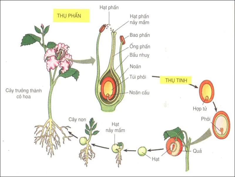 Thực vật hạt kín và Sự phát triển của thực vật hạt kín