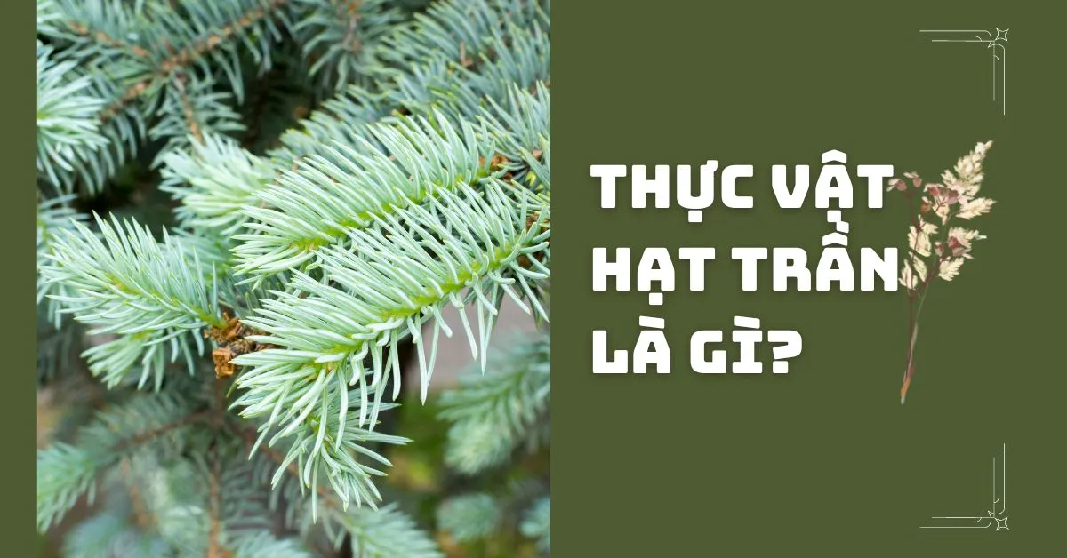 Thực vật hạt trần là gì? Đặc điểm cấu tạo của thực vật hạt trần