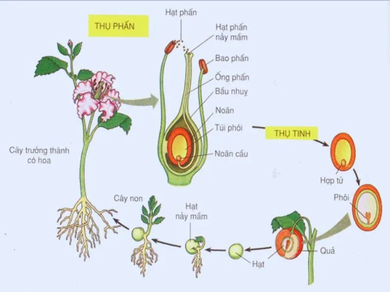 Thực vật hạt trần là gì? Đặc điểm cấu tạo của thực vật hạt trần