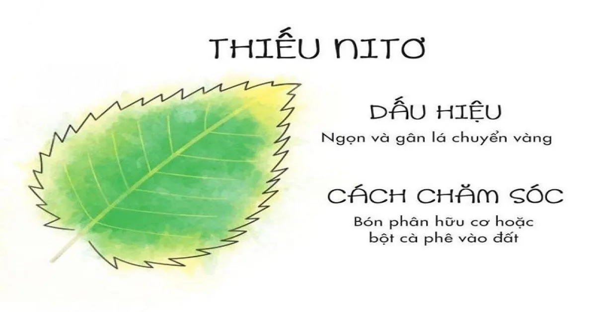 Tìm hiểu bài 5 dinh dưỡng nitơ ở thực vật – Sinh học 11