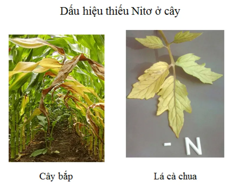 Tìm hiểu bài 5 dinh dưỡng nitơ ở thực vật – Sinh học 11