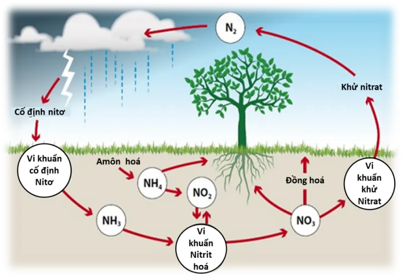 Tìm hiểu bài 5 dinh dưỡng nitơ ở thực vật – Sinh học 11