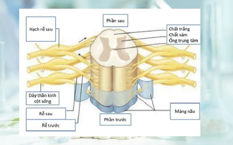 Tìm hiểu cấu tạo, chức năng của tủy sống và dây thần kinh tủy