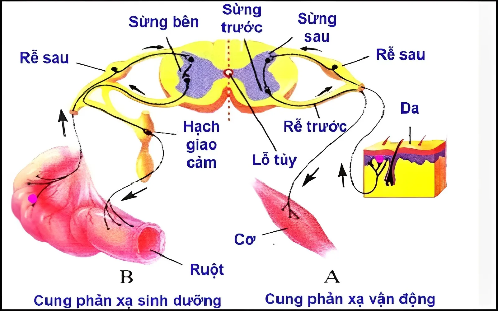 Tìm hiểu cấu tạo, chức năng của tủy sống và dây thần kinh tủy