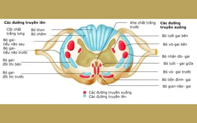 Tìm hiểu cấu tạo, chức năng của tủy sống và dây thần kinh tủy