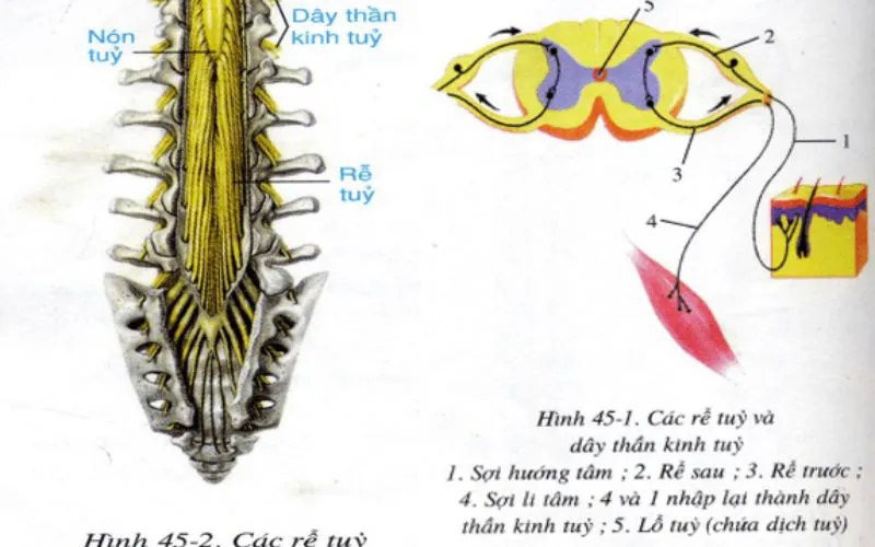 Tìm hiểu cấu tạo, chức năng của tủy sống và dây thần kinh tủy