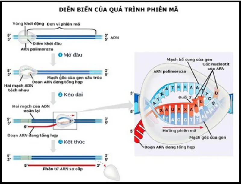 Tìm hiểu quá trình phiên mã trong phân tử ADN