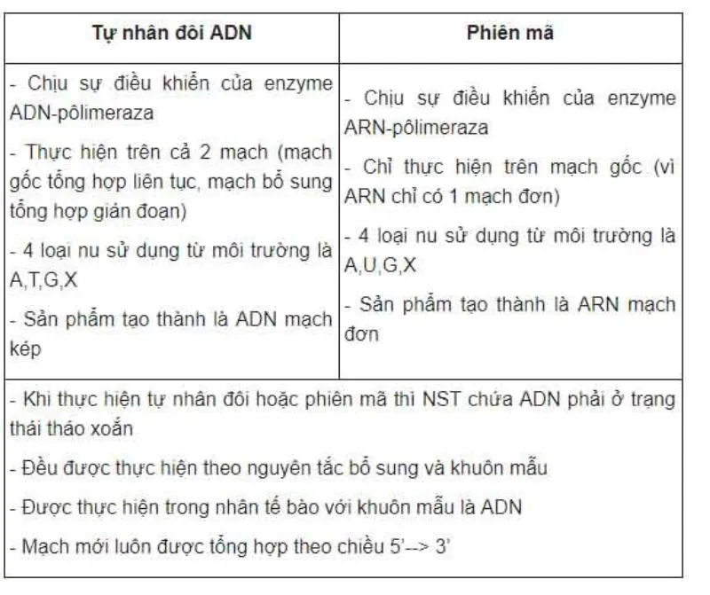 Tìm hiểu quá trình phiên mã trong phân tử ADN