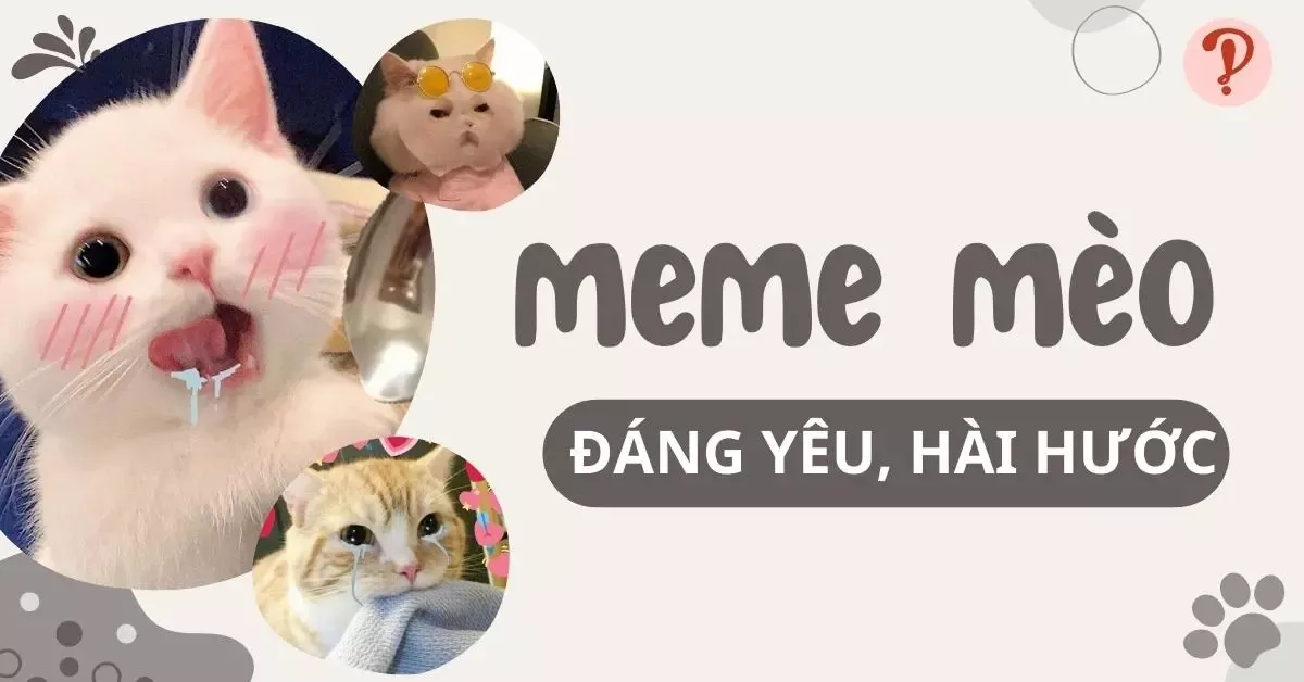 Tổng hợp những meme mèo cực đáng yêu, hài hước nhất 2023