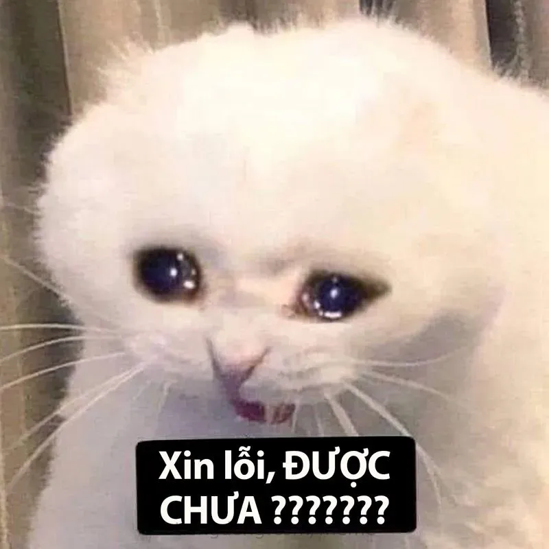 Tổng hợp những meme mèo cực đáng yêu, hài hước nhất 2023