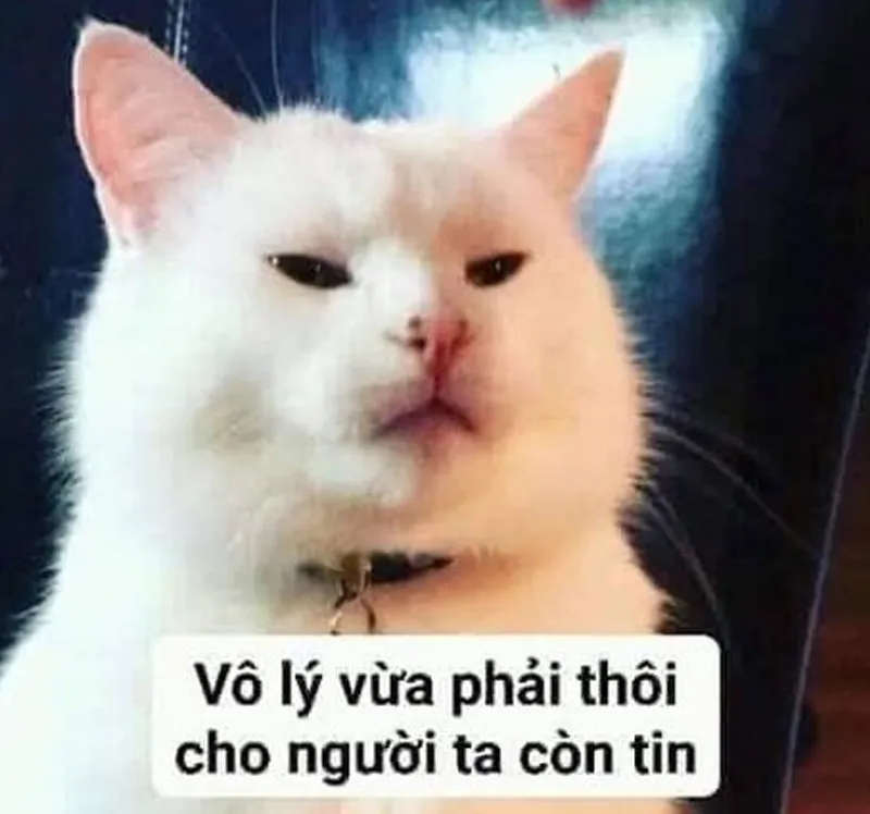 Tổng hợp những meme mèo cực đáng yêu, hài hước nhất 2023