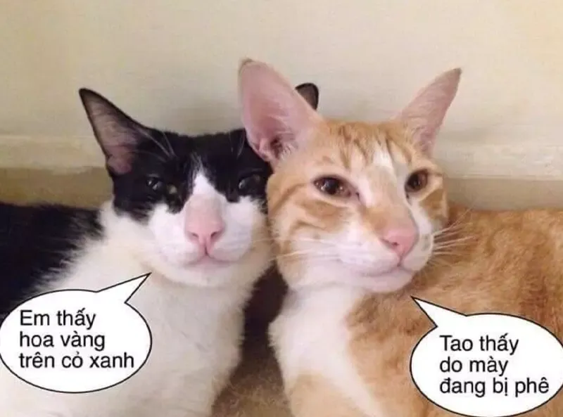 Tổng hợp những meme mèo cực đáng yêu, hài hước nhất 2023