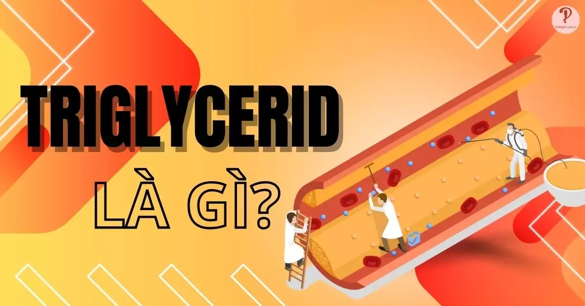 Triglyceride là gì? Tìm hiểu xét nghiệm định lượng triglycerid