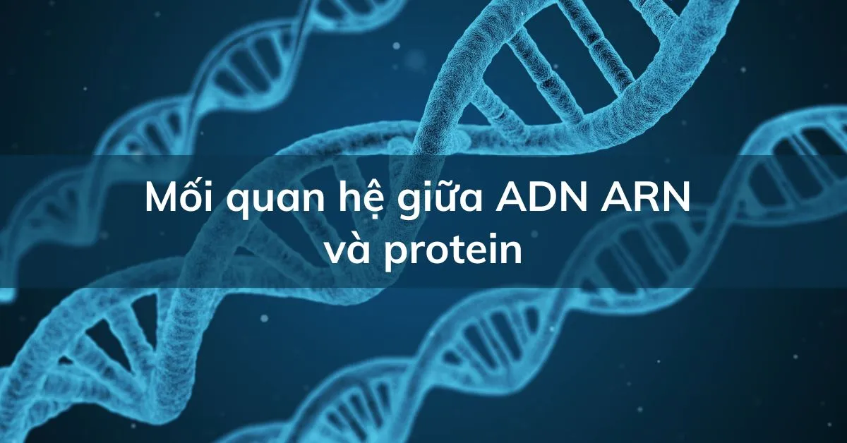 Trình bày mối quan hệ giữa ADN ARN và protein