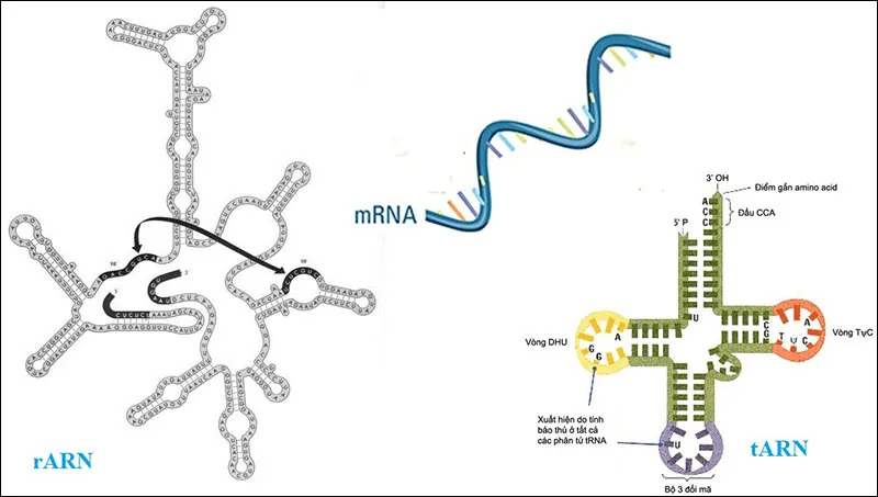 Trình bày mối quan hệ giữa ADN ARN và protein