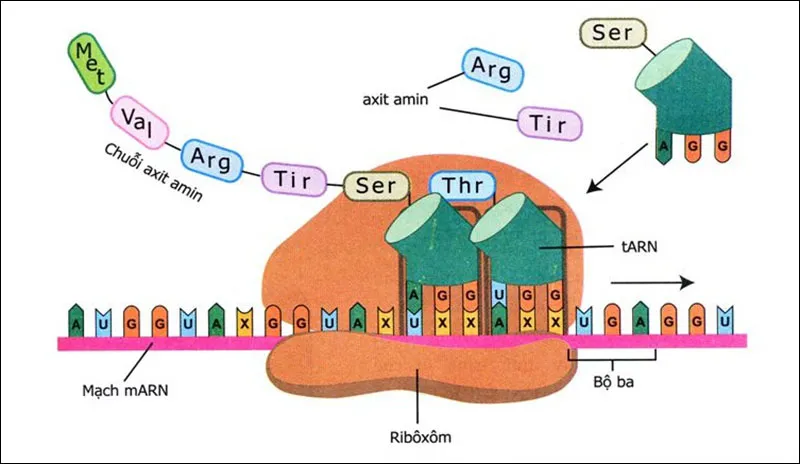 Trình bày mối quan hệ giữa ADN ARN và protein