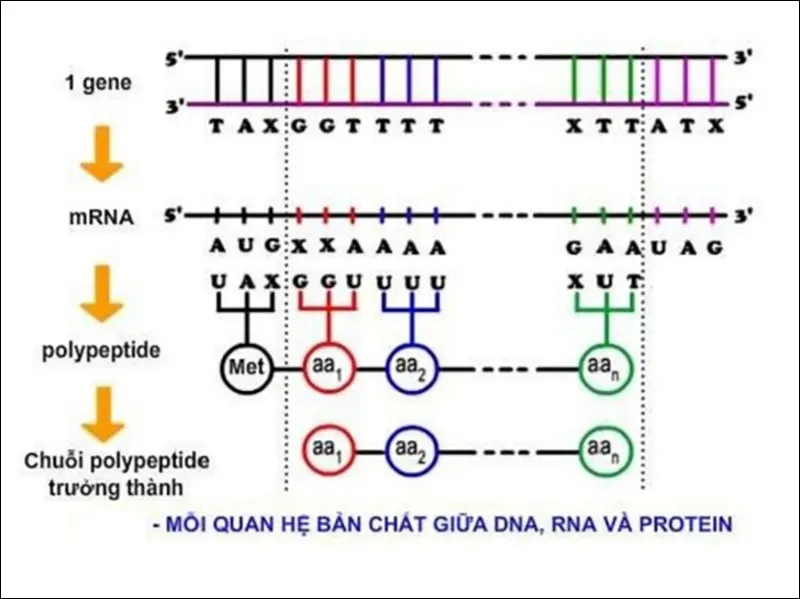 Trình bày mối quan hệ giữa ADN ARN và protein