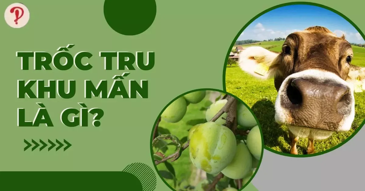 Trốc tru là gì? Khu mấn là gì? Tìm hiểu ngôn ngữ đặc biệt miền Trung