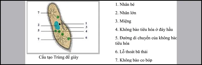 Trùng biến hình bắt mồi là gì? Cấu tạo và sinh sản của trùng biến hình bắt mồi