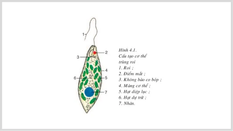 Trùng roi là gì? Những điều cần biết về trùng roi