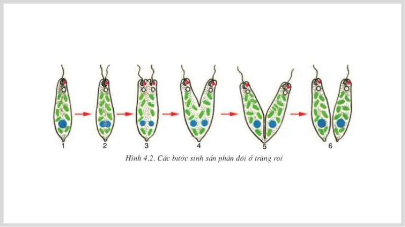 Trùng roi là gì? Những điều cần biết về trùng roi