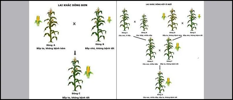 Ưu thế lai là gì? Cơ sở di truyền của ưu thế lai là gì?