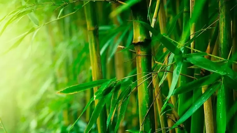 Vải Bamboo là gì? Tìm hiểu đặc tính và ứng dụng của loại vải tre