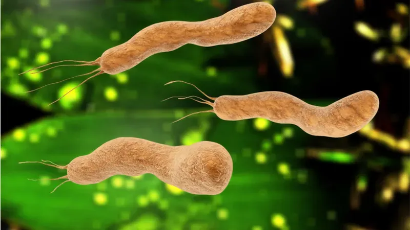 Vi khuẩn HP (H.pylori) là gì? Nguyên nhân gây bệnh về dạ dày