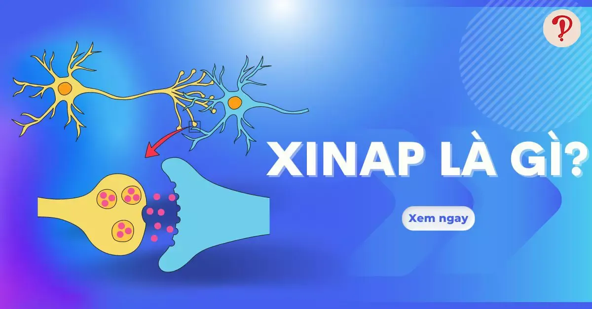 Xinap là gì? Phân loại và trình bày quá trình truyền tin qua Xinap