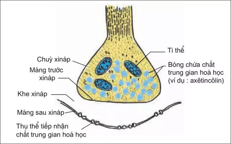 Xinap là gì? Phân loại và trình bày quá trình truyền tin qua Xinap