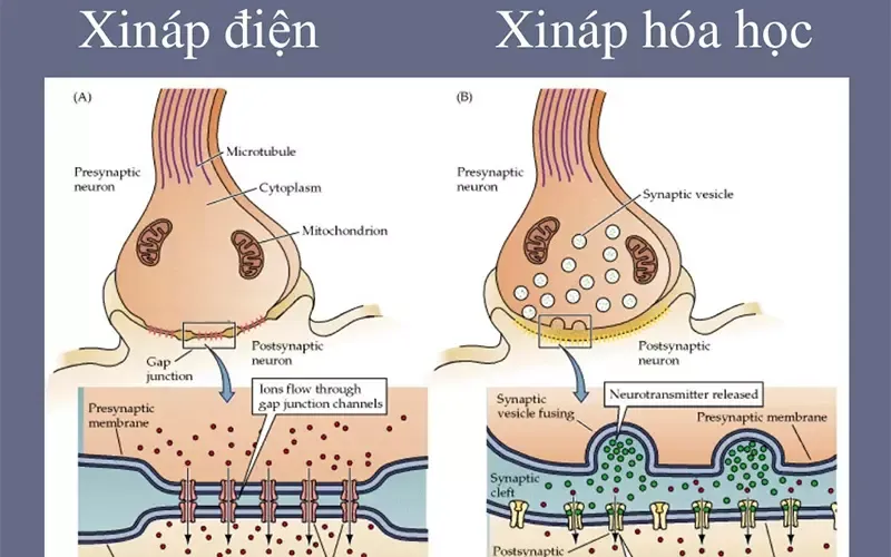 Xinap là gì? Phân loại và trình bày quá trình truyền tin qua Xinap